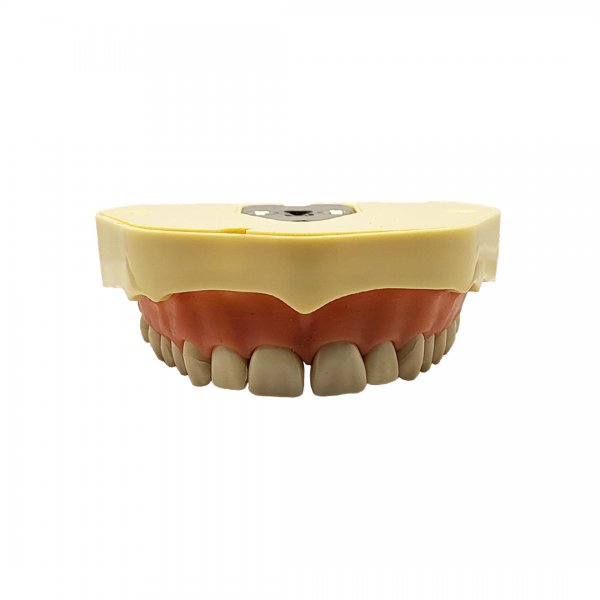 Модель тренувальна зі знімними зубами (верхня щелепа) HTS-A5-01U - фотография . Купить с доставкой в интернет магазине Dlx.ua.